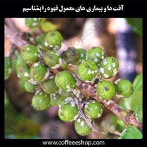 آفت ها و بیماری های معمول قهوه را بشناسیم
