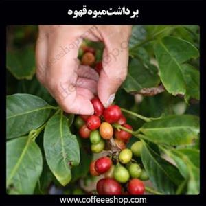برداشت میوه قهوه