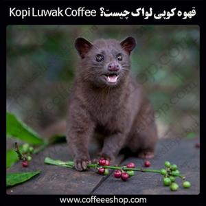 قهوه کوپی لواک چیست؟  Kopi Luwak Coffee