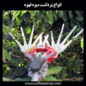 انواع برداشت میوه قهوه