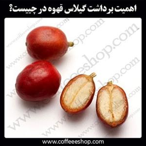 اهمیت برداشت گیلاس قهوه در چییست؟
