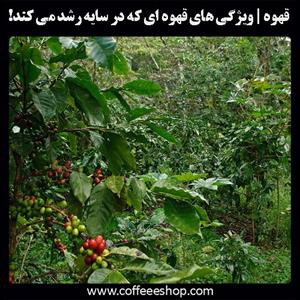 ویژگی های قهوه ای که در سایه رشد می کند!