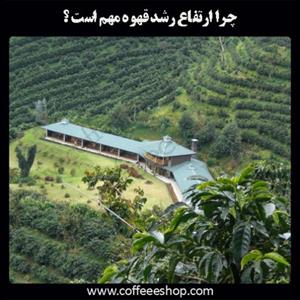 چرا ارتفاع رشد قهوه مهم است ؟