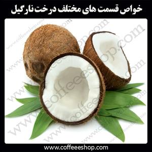 خواص قسمت های مختلف درخت نارگیل