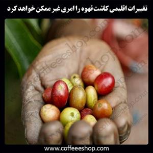 تغییرات اقلیمی کاشت قهوه را امری غیر ممکن خواهد کرد