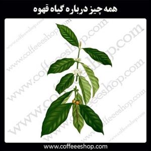 همه چیز درباره گیاه قهوه